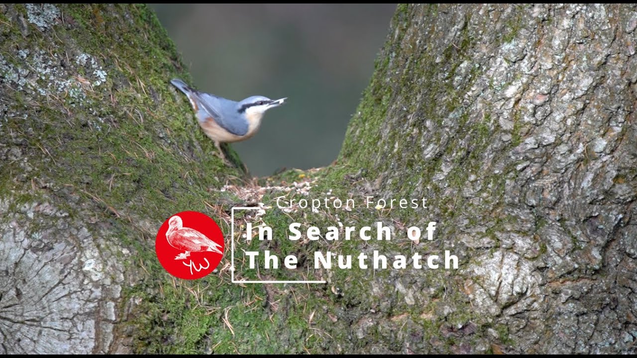 Birding from a Hot Tub Cropton Forest Nov 2024 In search of the Nuthatch.