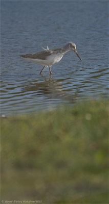 Greenshank-1.jpg