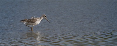 Greenshank.jpg