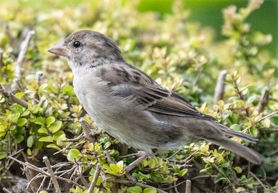 House Sparrow.jpg