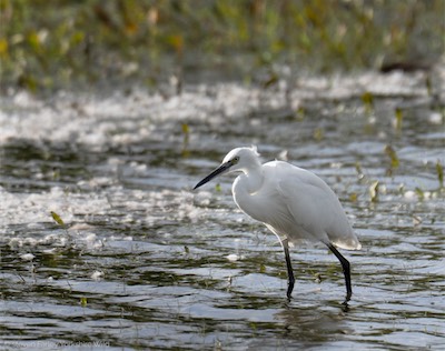 Little Egret.jpg