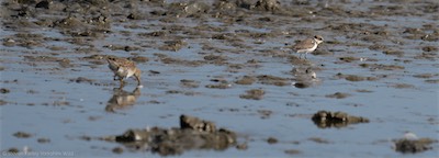 Little Ringed Plover and Pectoral Sandpiper together.jpg